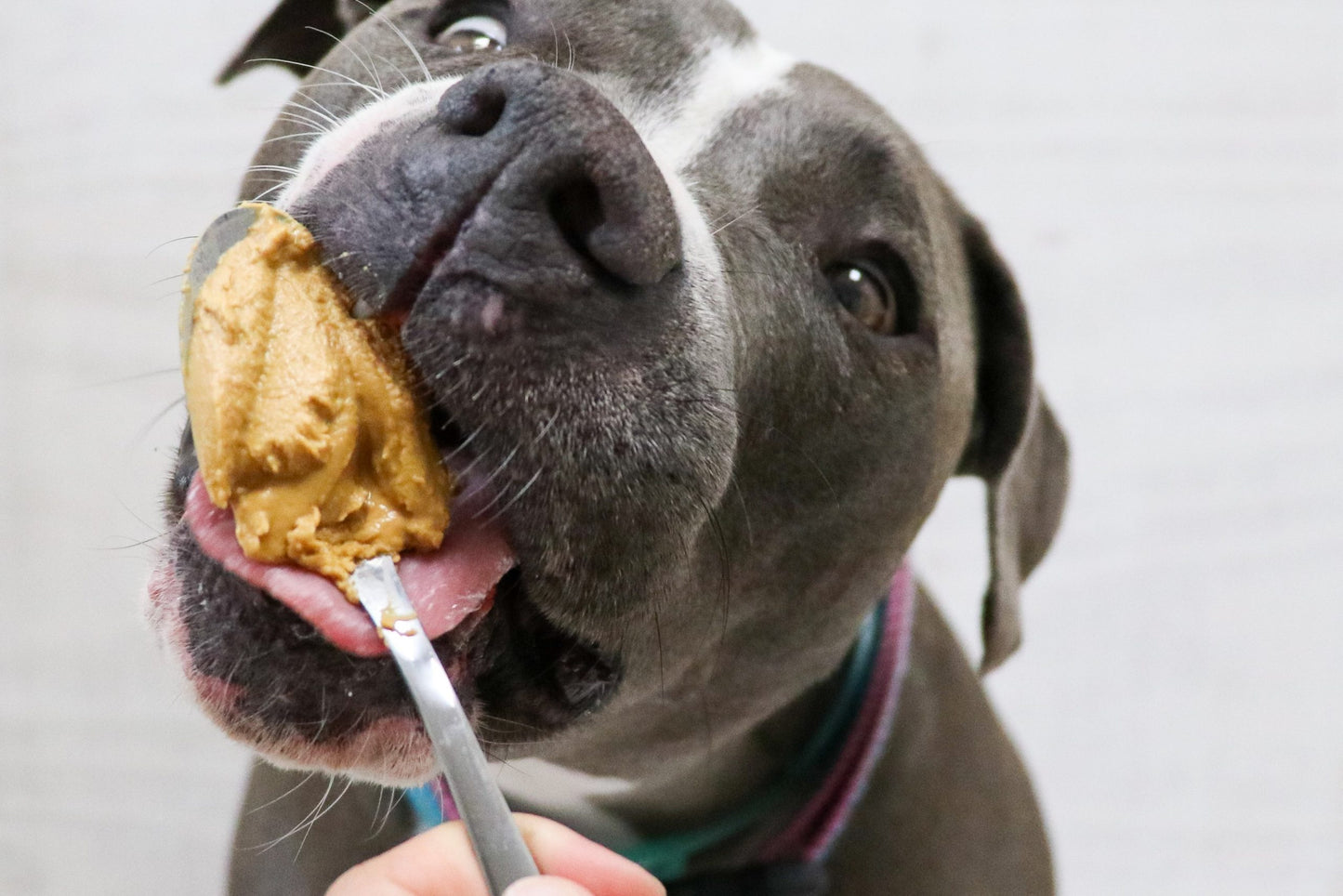 Crema de Cacahuate Natural para Perro Pouch 60g.